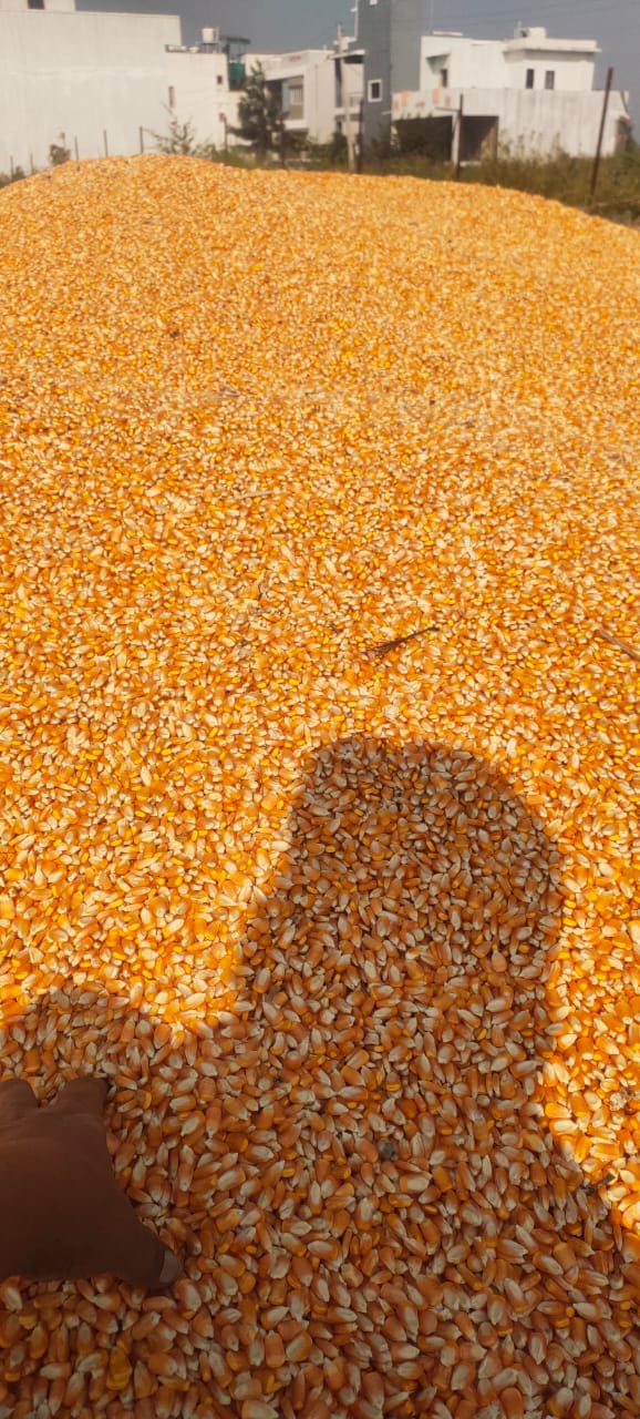 Maïs Jaune Séché from Inde